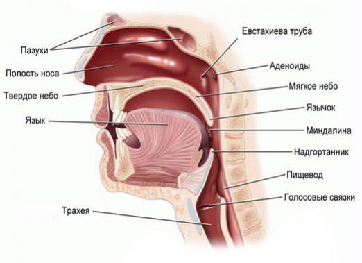 What are adenoids?