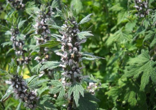 How to take a motherwort?