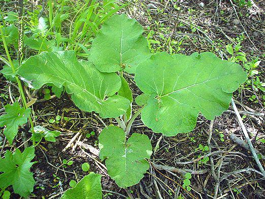 Burdock: medicinal properties