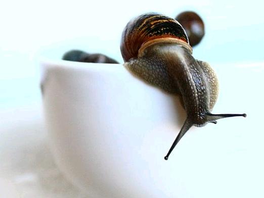 What to feed snails?