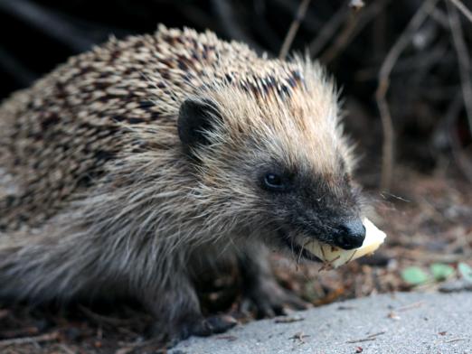 What do the hedgehogs eat?