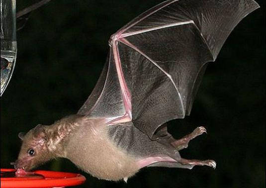 What do bats eat?