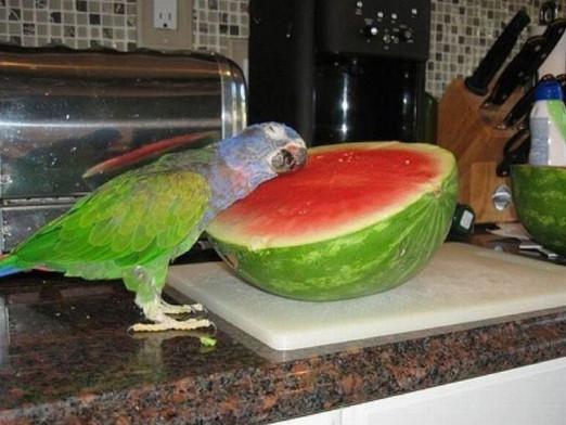 What does a parrot like?