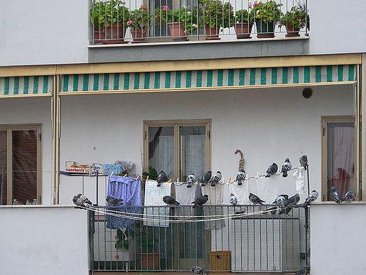 How to get rid of pigeons?