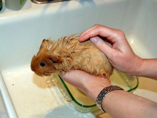 How to bathe guinea pig?