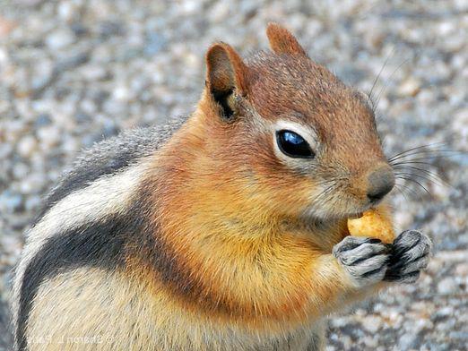 How to name a squirrel?