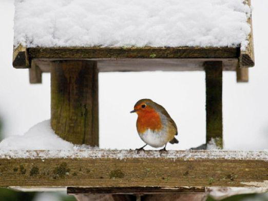 How to help birds in winter?