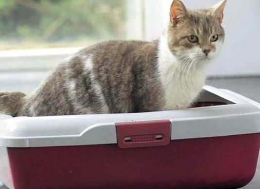 How to accustom the cat to the tray?