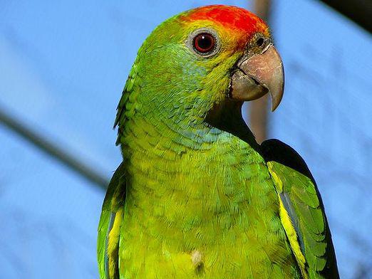 What does a parrot look like?