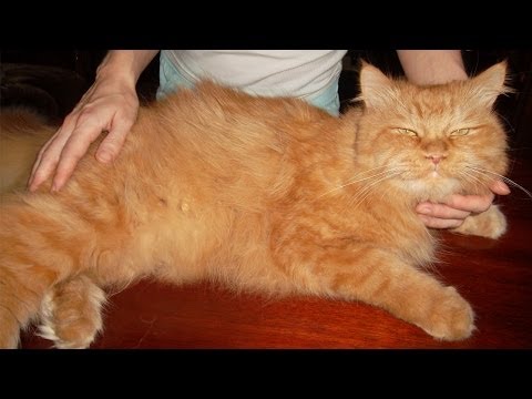 How to remove fleas from a cat?