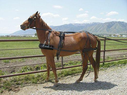 How to harness a horse?