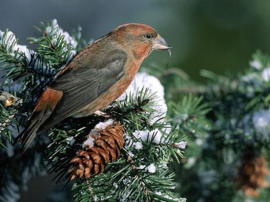 Which bird displays the chicks in winter?