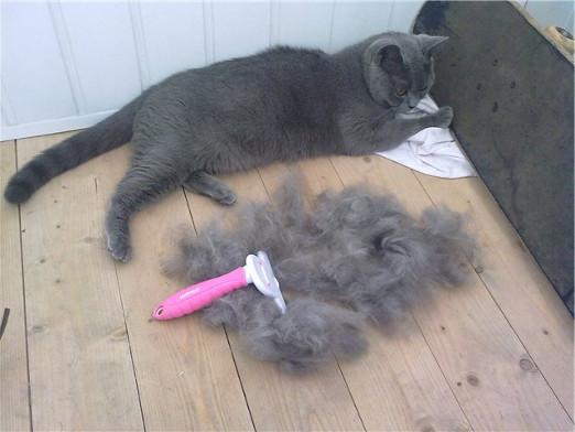 Cat shedding: what to do?