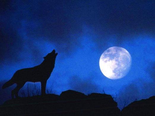 Why do the wolves howl at the moon?