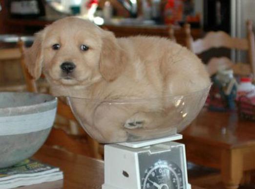 How much should the puppy weigh?