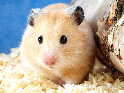 How many hamsters live?