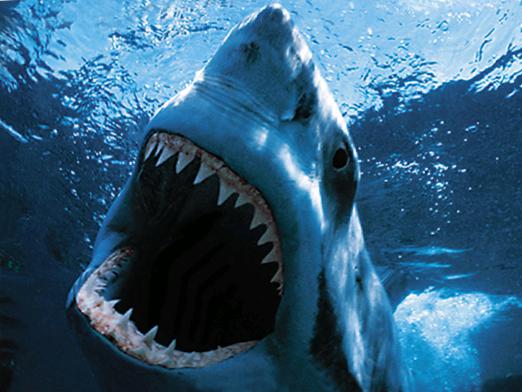 How many teeth does a shark have?