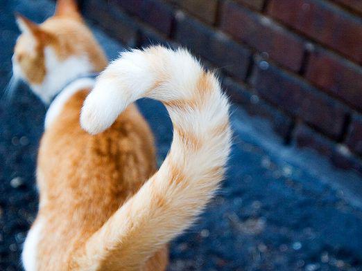 Why does a cat have a tail?